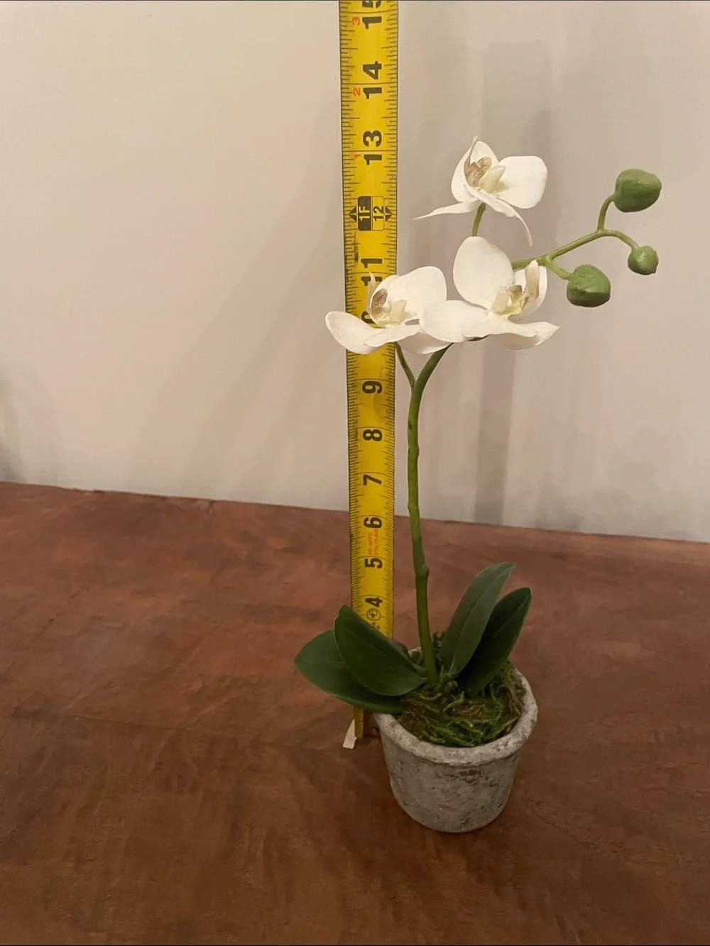 Potted Orchid